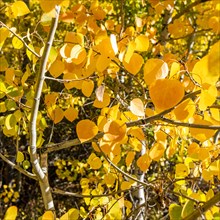 Close-up of yellow aspen leaves
