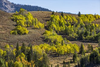 Yellow Aspen trees in fall mountains