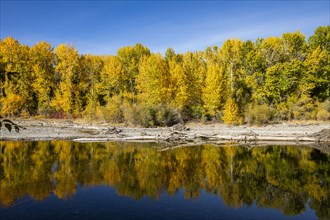 Yellow autumn trees in forest reflecting in river