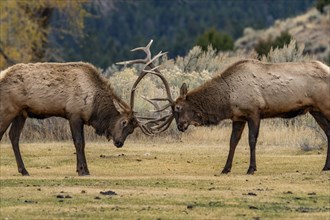 Elk (Cervus elaphus) bulls in sparring duel for dominance in Yellowstone National Park