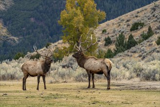 Elk (Cervus elaphus) bulls in sparring duel for dominance in Yellowstone National Park