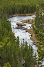Gibbon River among forest in Yellowstone National Park