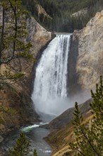 Lower Yellowstone Falls in Grand Canyon of Yellowstone National Park