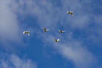Flock of Trumpeter Swans