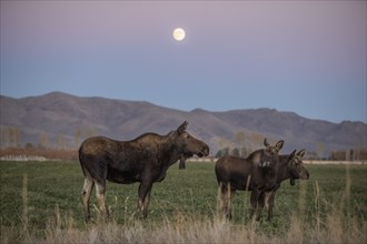 Cow moose (Alces alces) with two calves standing in grass under full moon