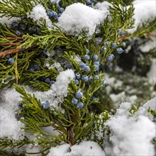 Close up of juniper tree covered with snow