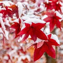Close up of red autumn leaves on branch covered with snow