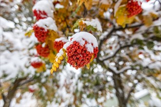 Rowanberries on branch covered with snow