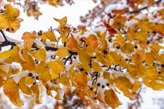 Yellow autumn leaves on branch covered with snow