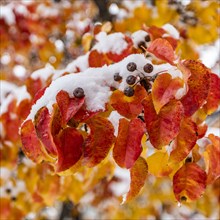 Close up of autumn leaves on branch covered with snow