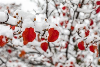Red autumn leaves on tree covered with snow