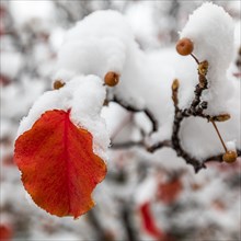 Close up of red autumn leaves on branch covered with snow