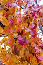 Close up of colorful autumn leaves on branch
