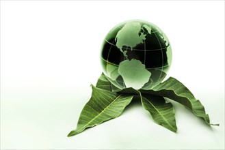 Green globe on leaves