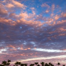 Pink clouds at sunset and silhouettes of palm trees