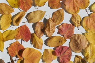 Fallen leaves on white background