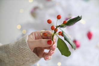 Hand holding holly by Christmas tree