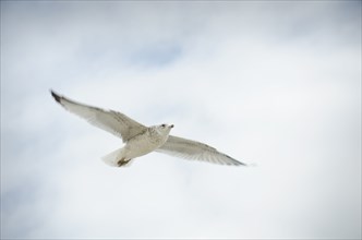 Ring Billed Gull in flight