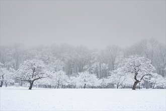 Apple orchard in winter snow