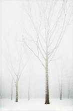 Trees in winter fog
