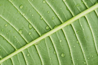 Close-up of plumeria leaf