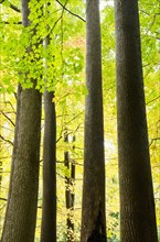 Trees in autumn