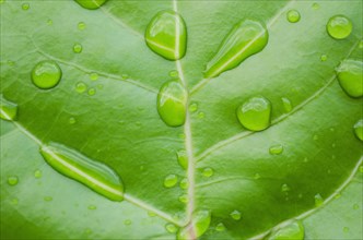 Close-up of water droplets on sea grape leaf