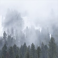 Clouds and fog over forest in Cascade Range