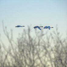 Trumpeter swans (Cygnus buccinator) flying above trees