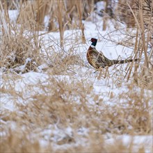 Male rooster pheasant in snowy field