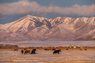 Cattle grazing on snowy pasture in front of mountains