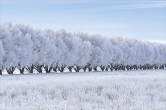 Winter landscape with row of frosted trees