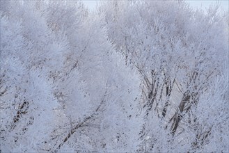 White frosted trees in winter