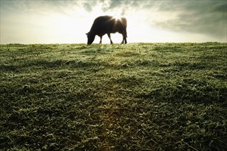 Silhouette of cow grazing in field
