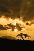Silhouette of acacia tree against sky at sunset