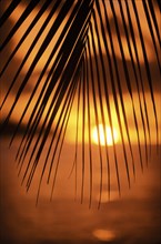 Silhouette of palm leaf at sunset