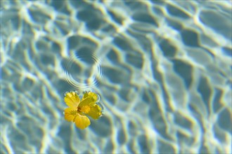 Yellow flower floating on water surface