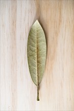 Studio shot of green leaf with dew drops on wooden surface