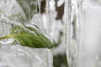 Close-up of icicles and frozen leaf