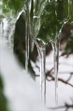 Close-up of icicles on green leaves