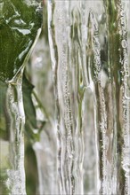 Close-up of icicles and frozen leaves