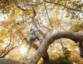 Boy climbing tree in forest at sunset