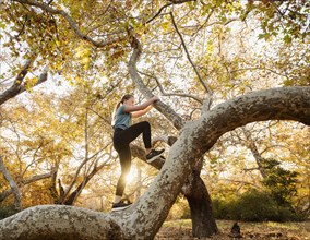 Girl climbing tree in forest at sunset