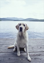 Wet yellow Labrador Retriever sitting on wooden pier by lake