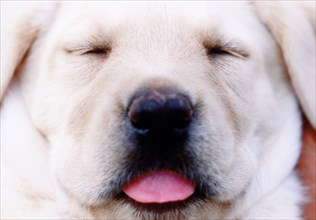 Close-up of sleeping Labrador Retriever puppy