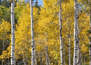 Aspen tree with yellow leaves in Autumn