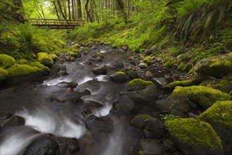 Rocky creek and footbridge in forest