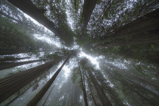 Low angle view of tall redwood trees growing in forest
