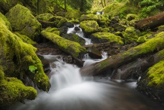 Small creek with rocks and logs covered with moss