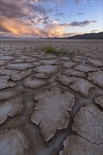 Cracked soil in desert at sunset